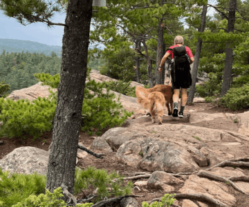 person hiking through woods