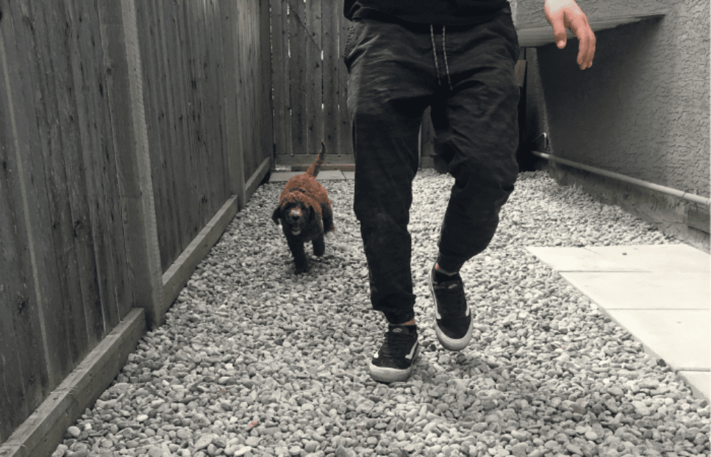 man walking with dog