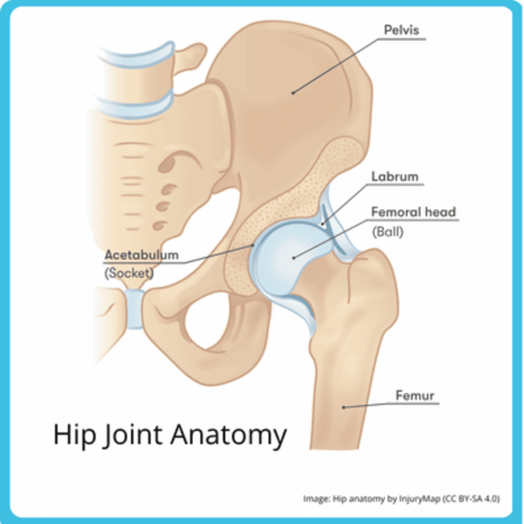 how physios assess hip pain