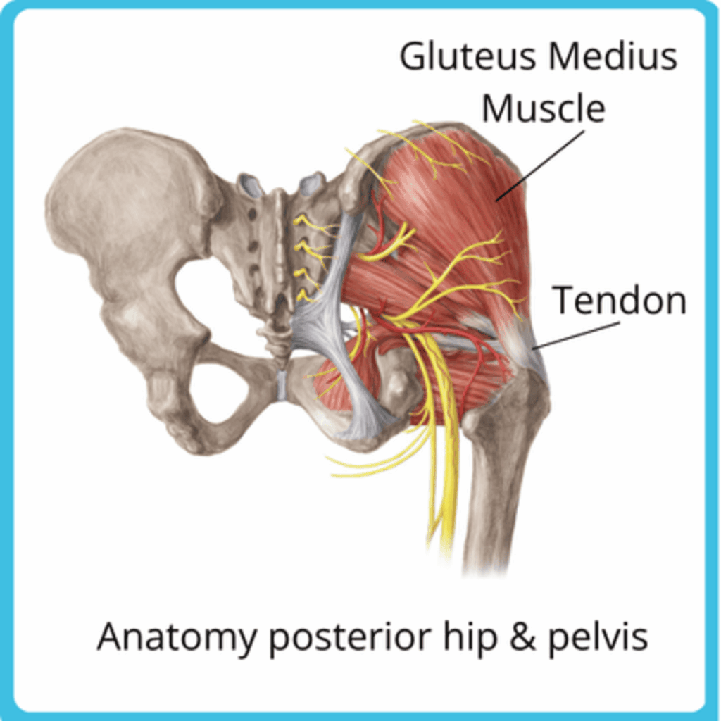 physio assessment for hip pain