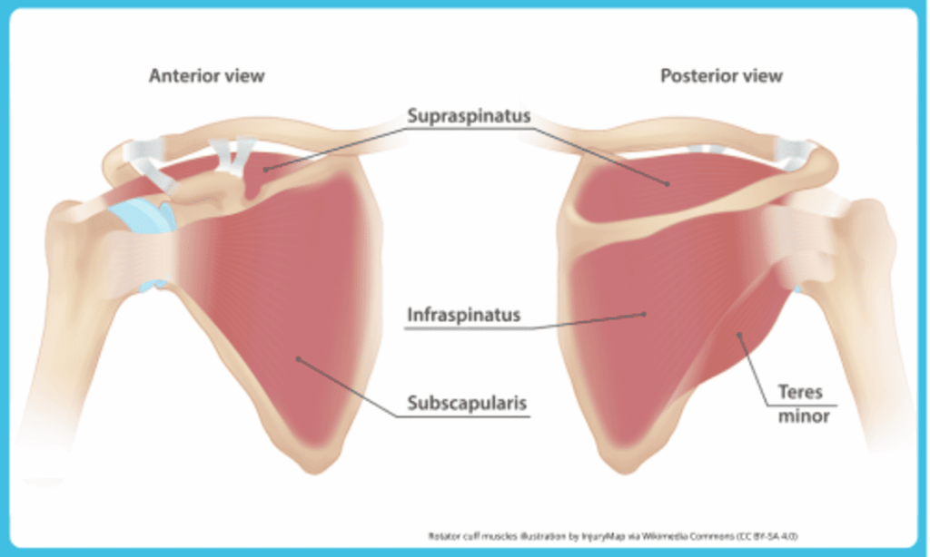 rotator cuff assessment