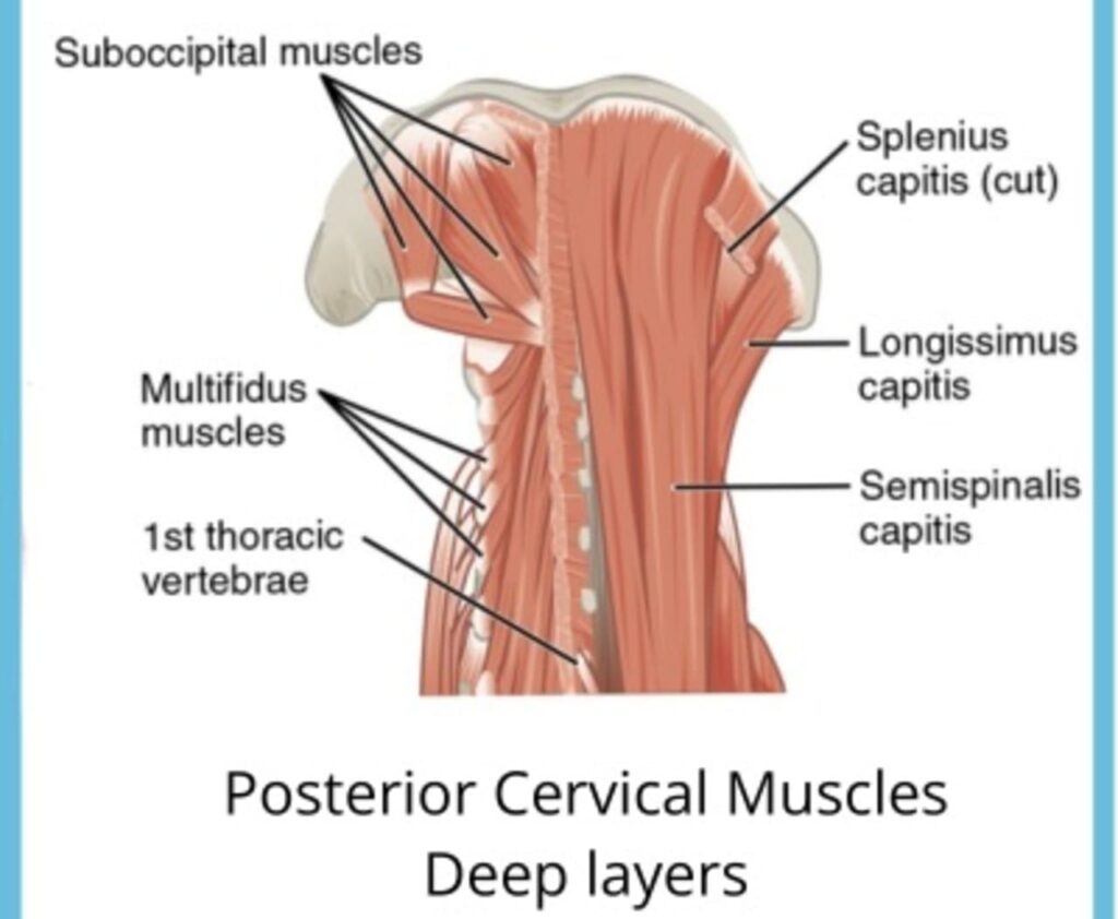 the connection between neck pain and jaw pain